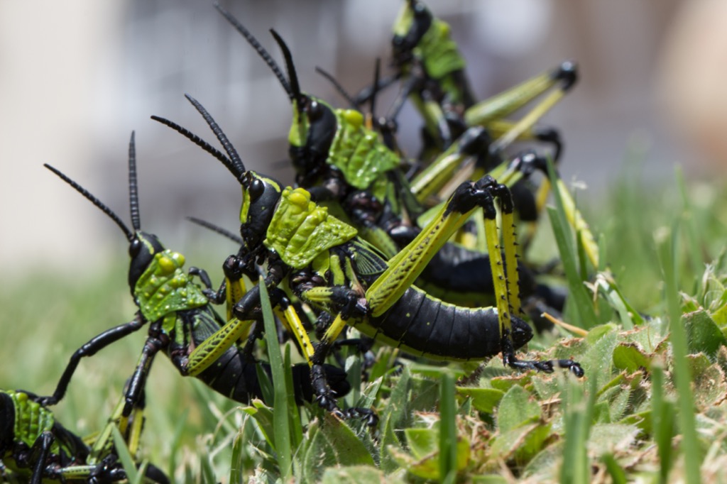 locusts dangerous bugs in america