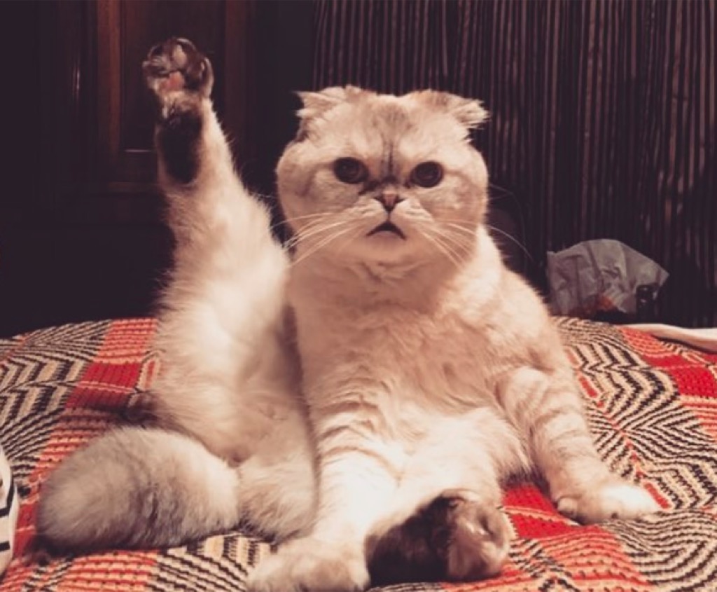 Taylor Swift Olivia Benson cat