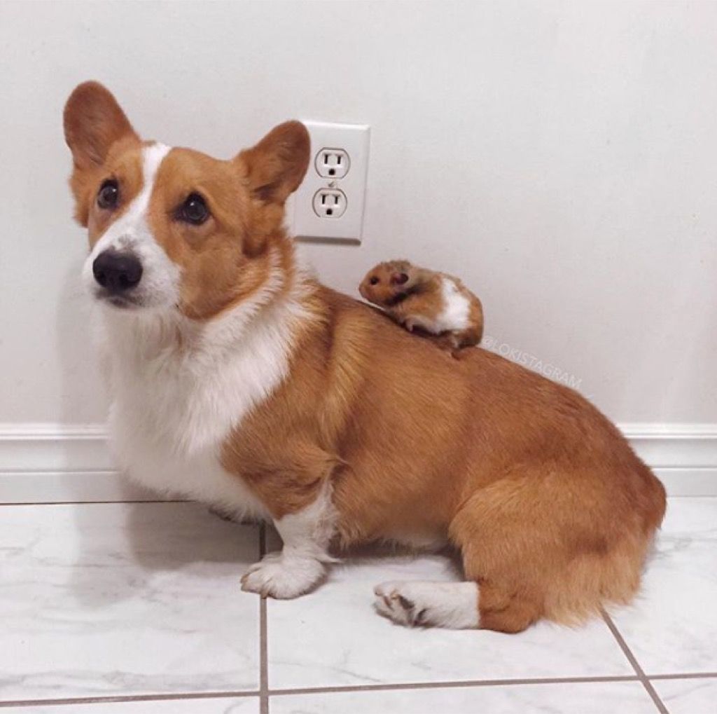 A baby hot sale corgi