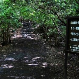 Aokigahara Japan suicide forest