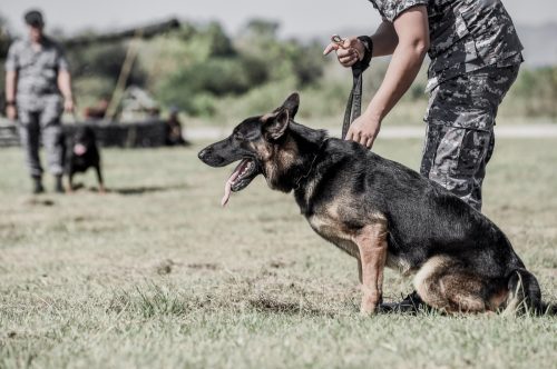 army dog in training