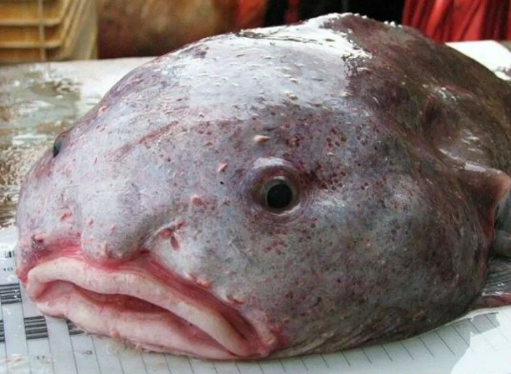 20 Bizarre Sea Creatures That Look Like They're Not Real