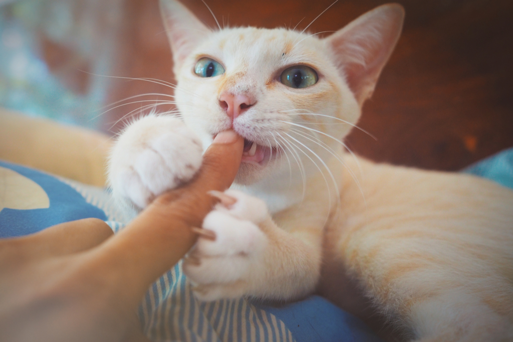 Cat Biting Owner
