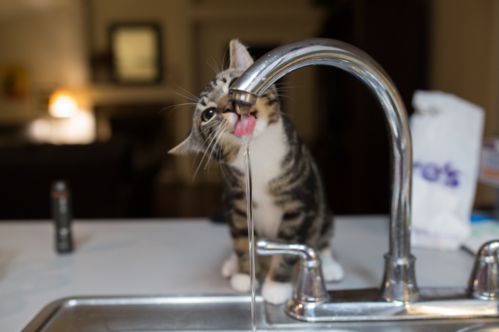 cat drinks from a sink why cats are better than dogs