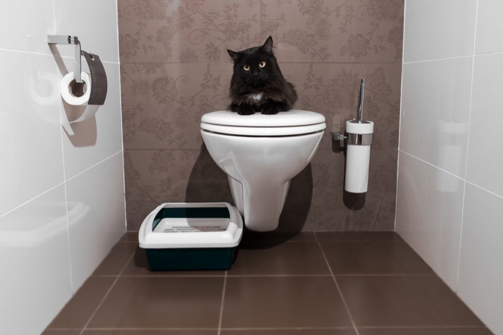 chat dans la salle de bain pourquoi les chats sont meilleurs que les chiens