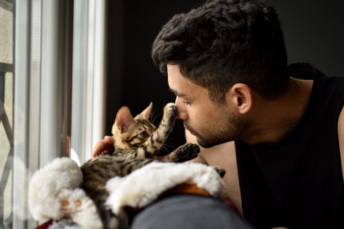 a bengal baby cat just got adopted by a m√©tis man. The pet is getting to know its master. Complicity and affection in a warm home.