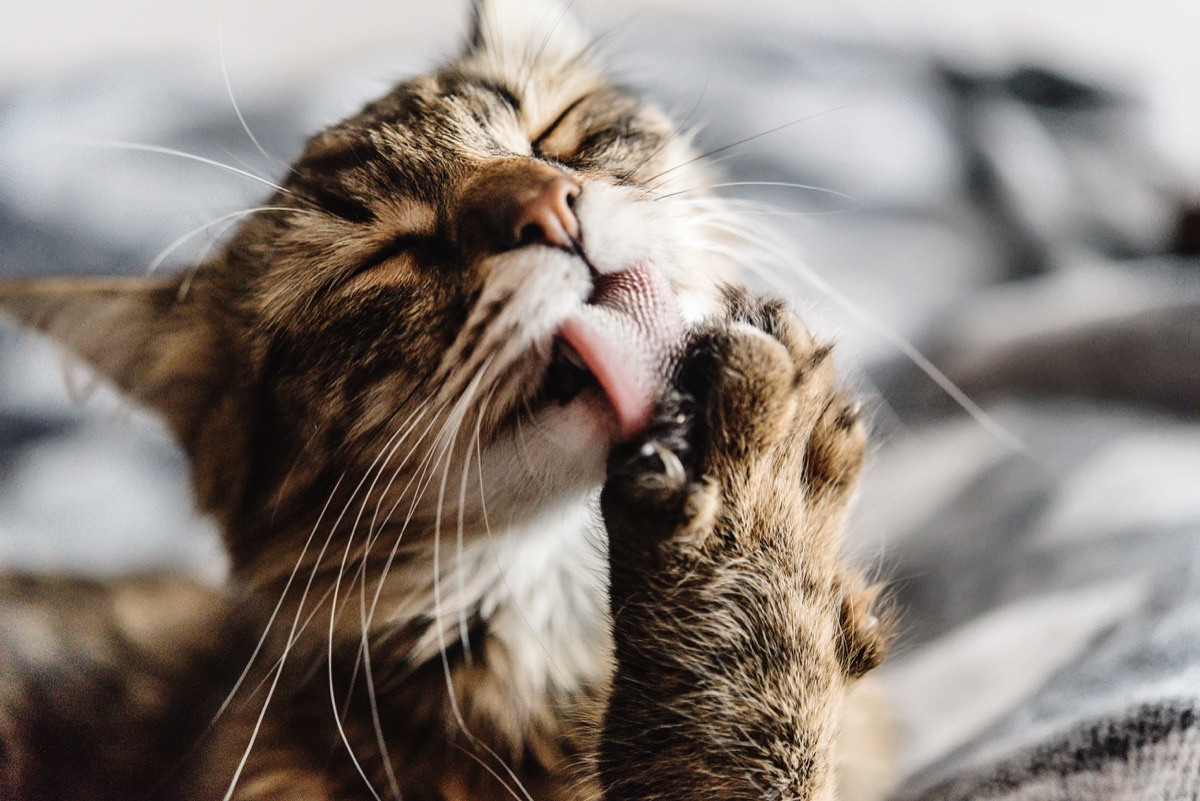 cat licking its own paw