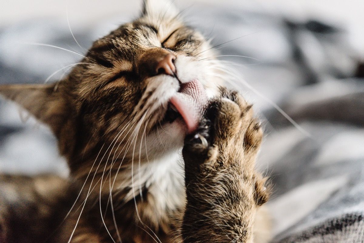 chat se lèche la patte