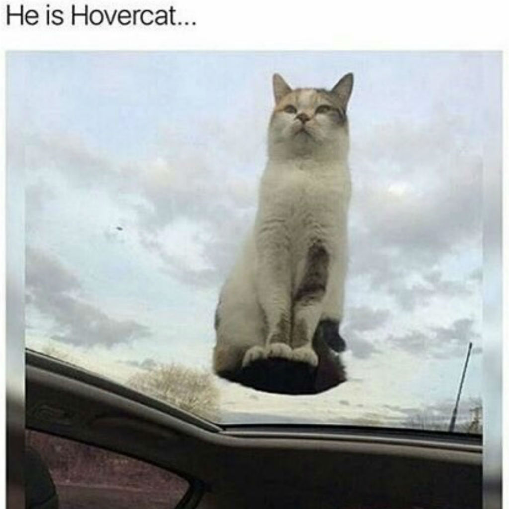 Hovercat cat memes