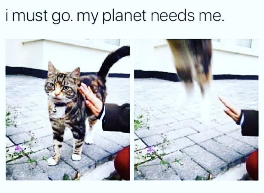 100 Funniest Cat Memes Ever