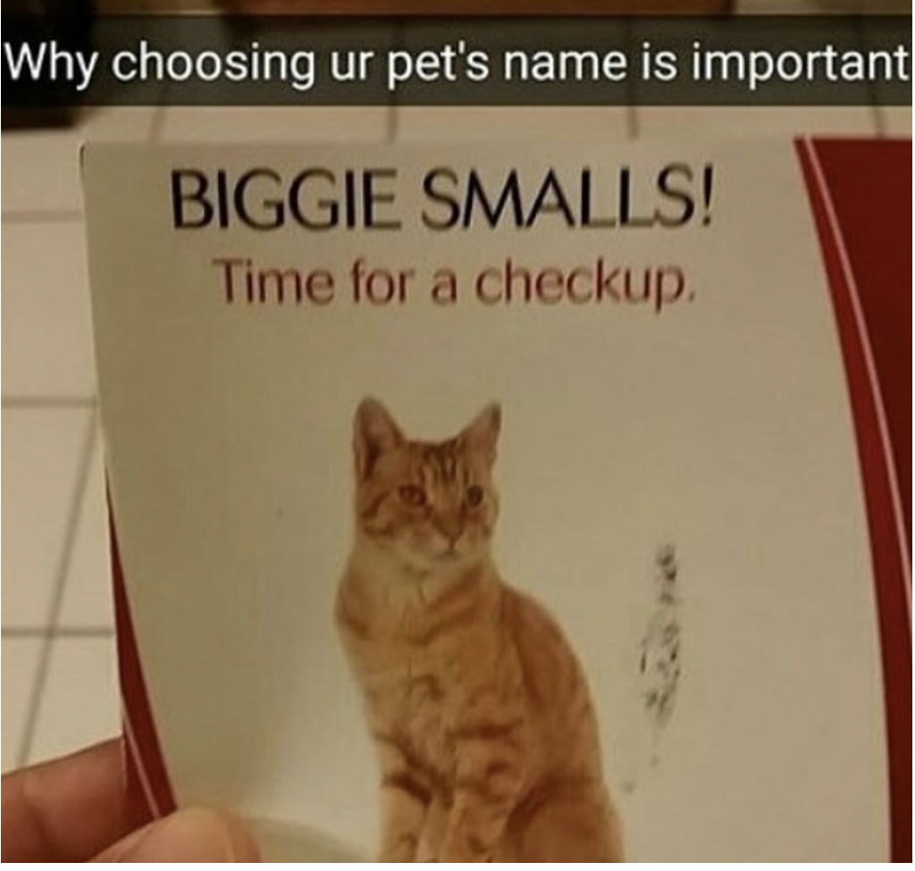 Biggie cat memes