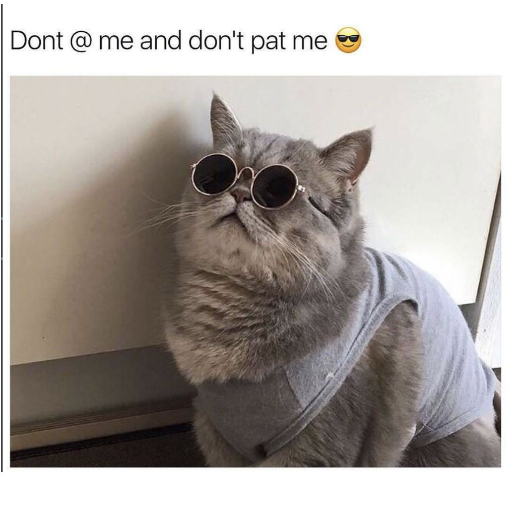 100 Funniest Cat Memes Ever