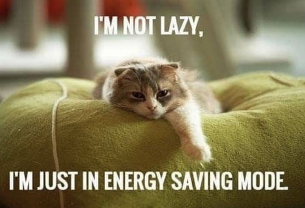 Lazy cat memes