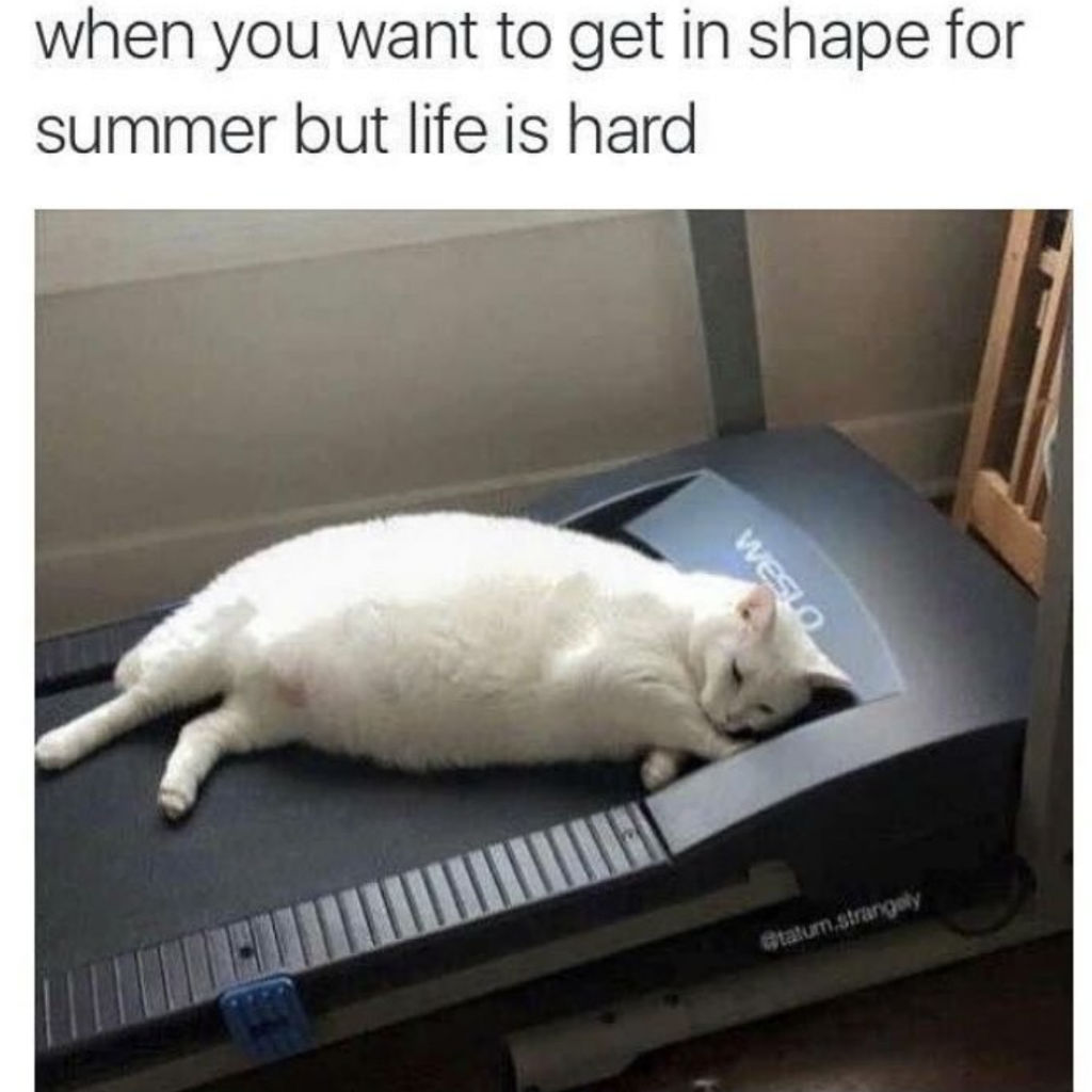 Treadmill cat memes