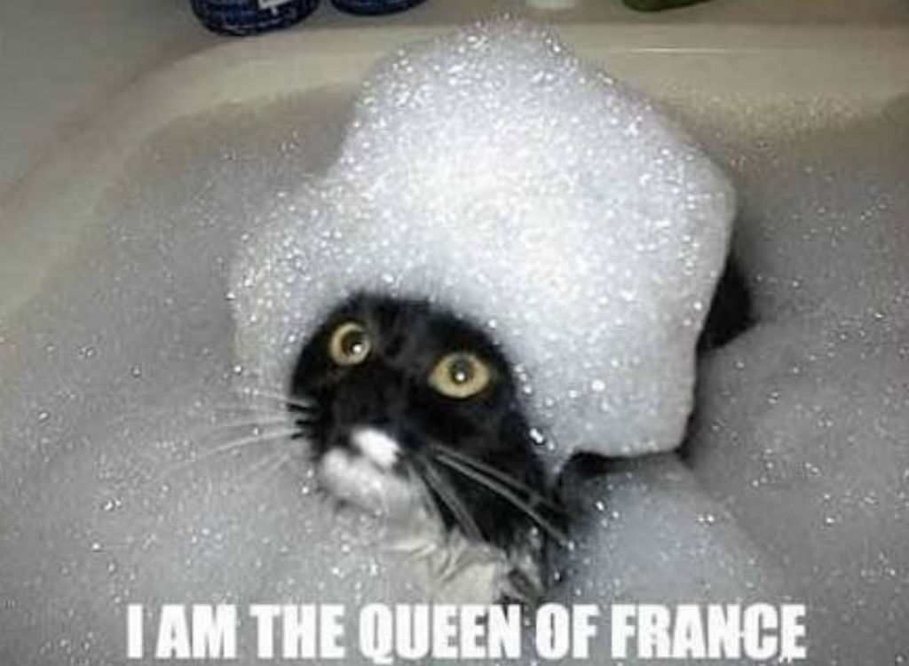 Queen cat memes