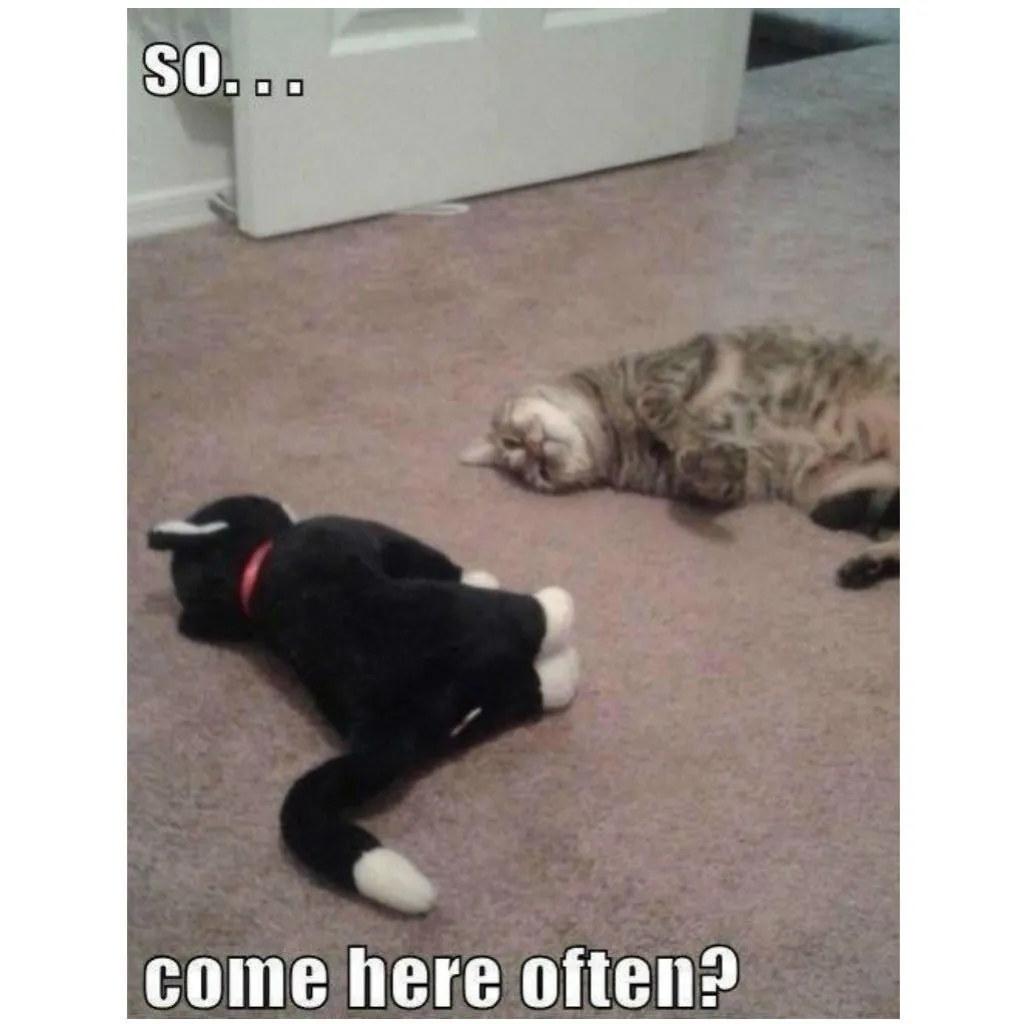 100 Funniest Cat Memes Ever (Especially if You Love Cats)