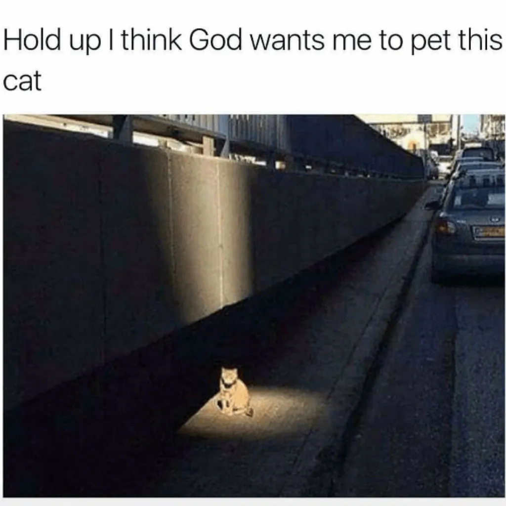 God cat memes
