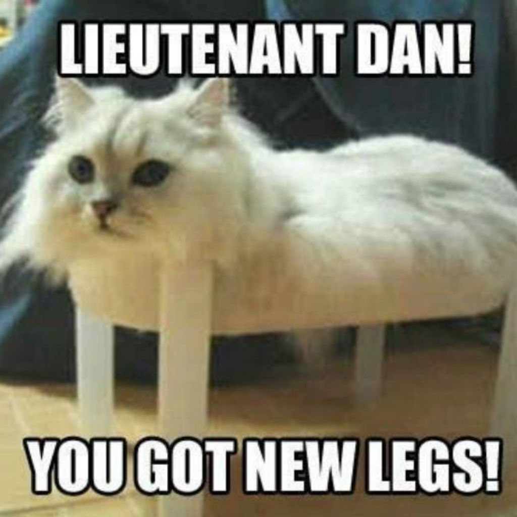 New legs cat memes