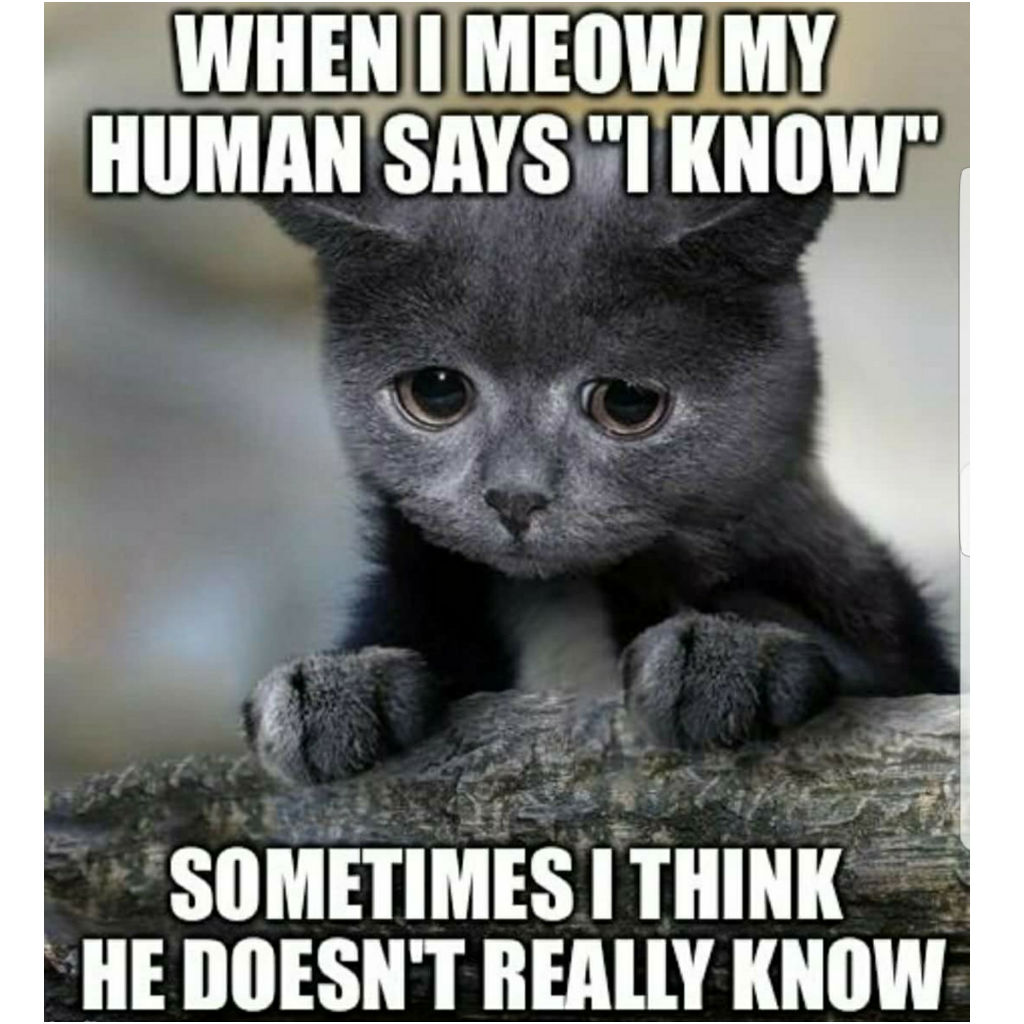 Sad cat memes