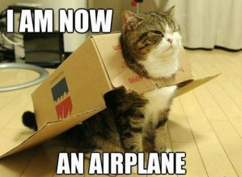 Airplane cat memes