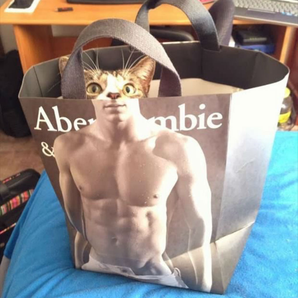 Abercrombie cat memes