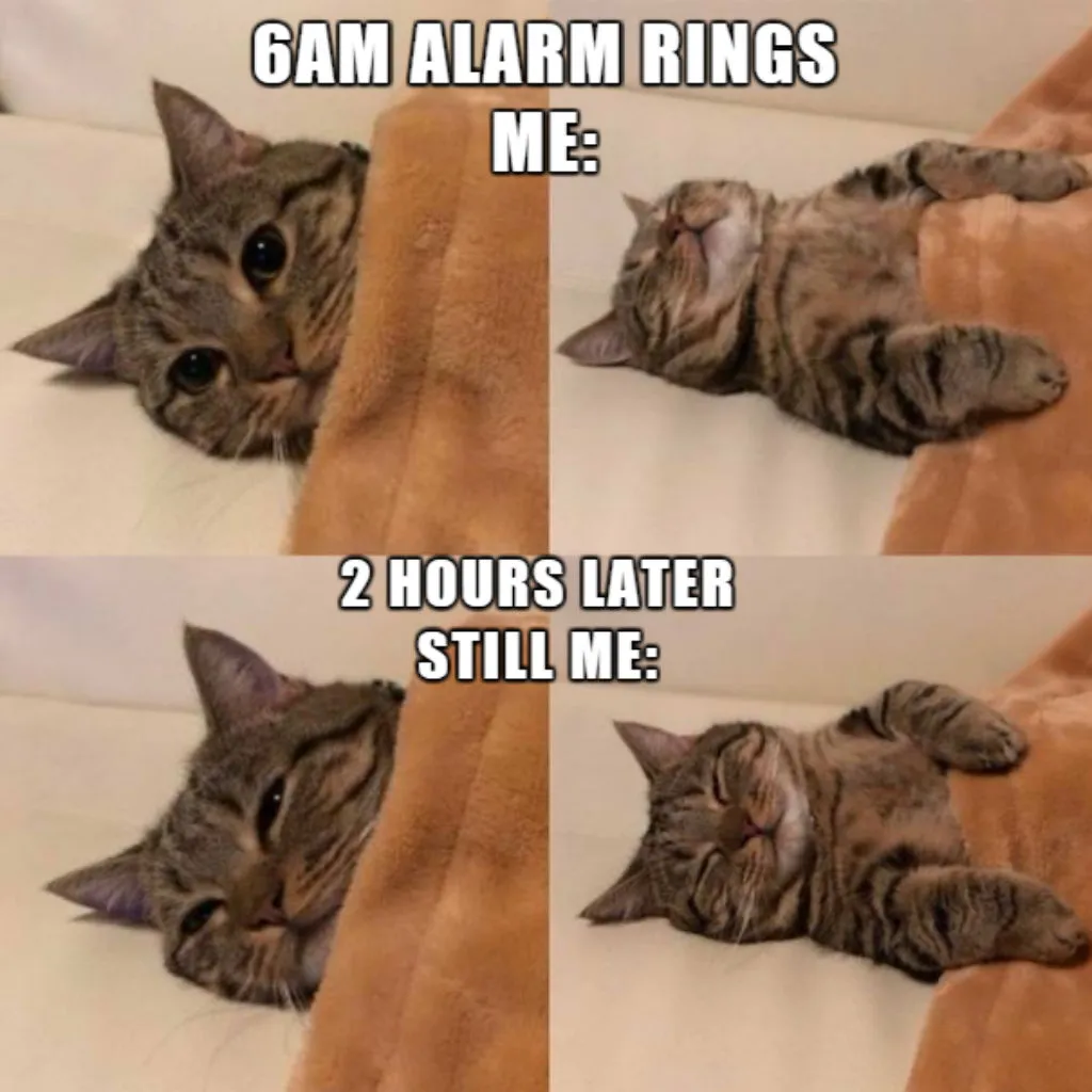 Snoozing cat memes