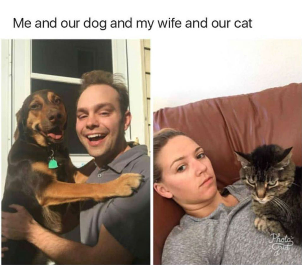 Dogs and cats memes