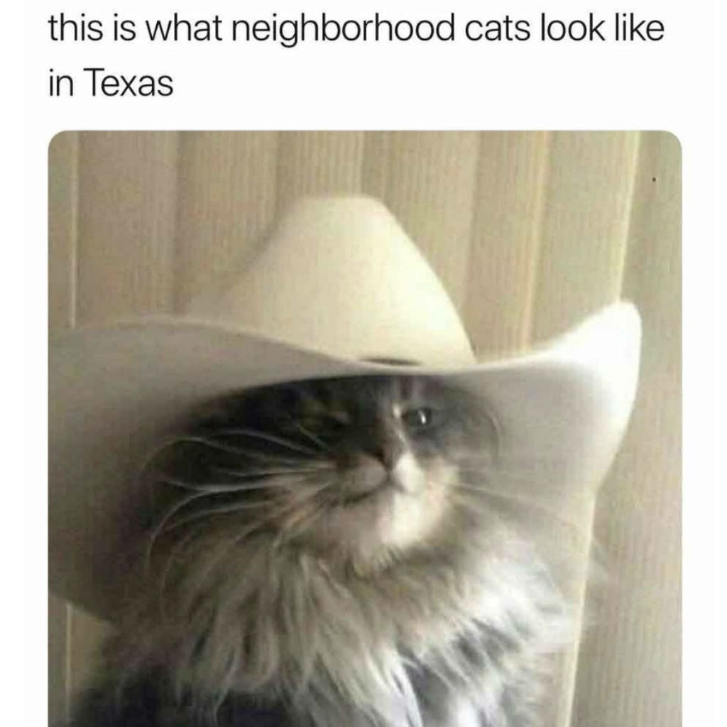 Hood cat memes