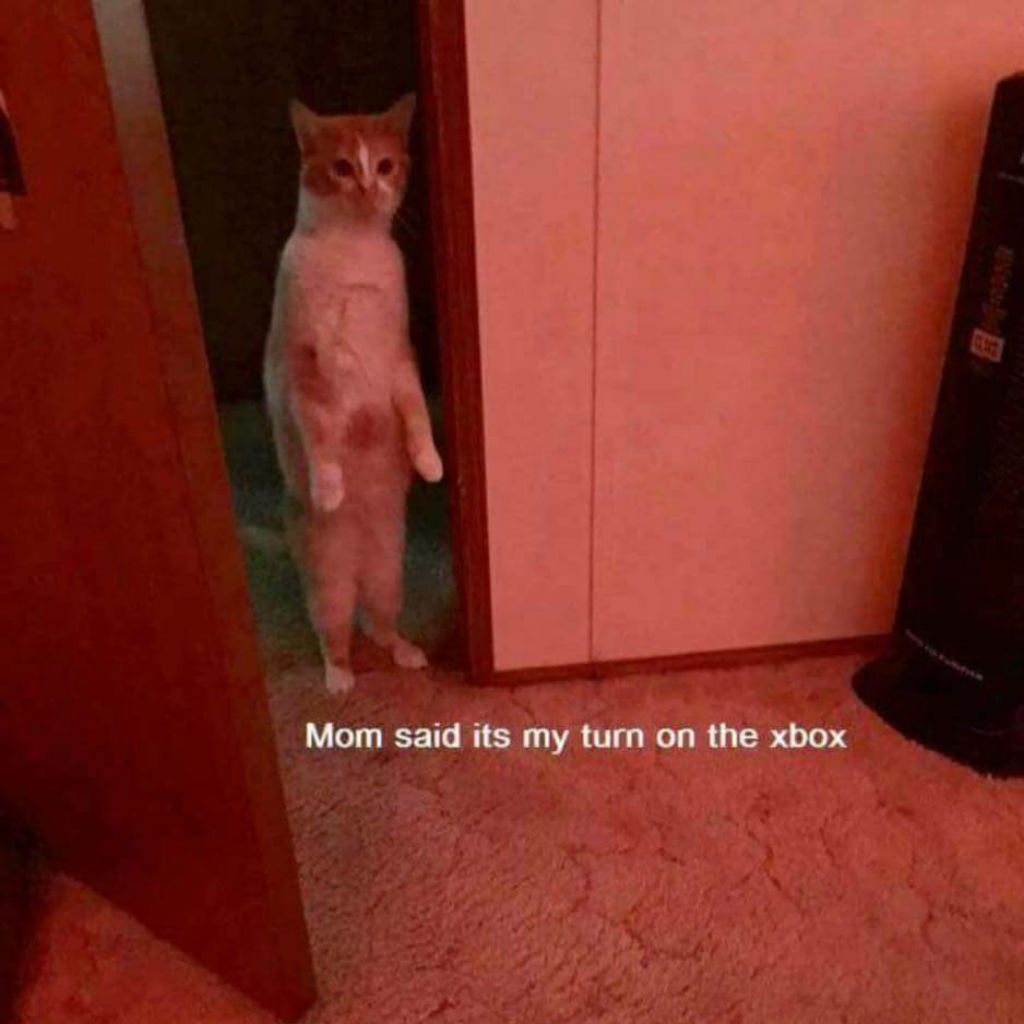 Xbox cat memes