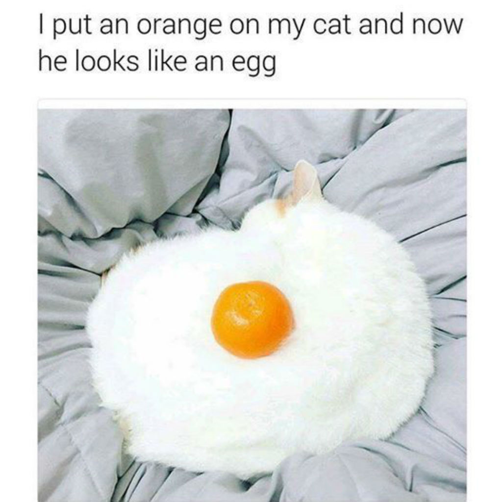 Egg cat memes