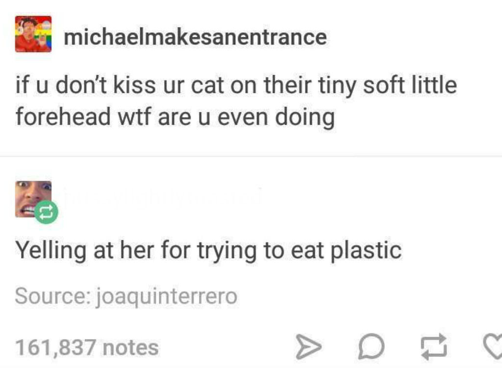 Eating plastic cat memes