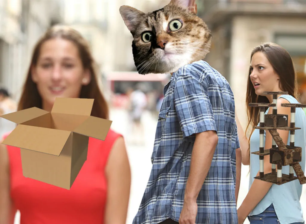Box cat memes