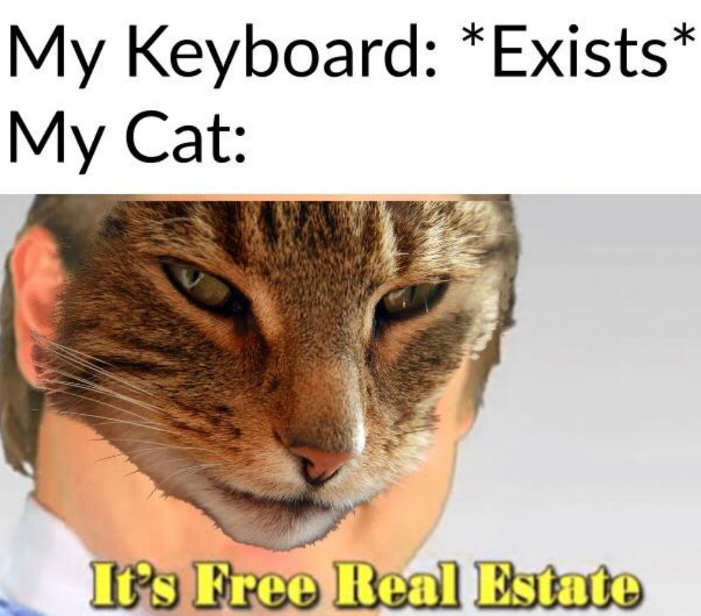 Real estate cat memes