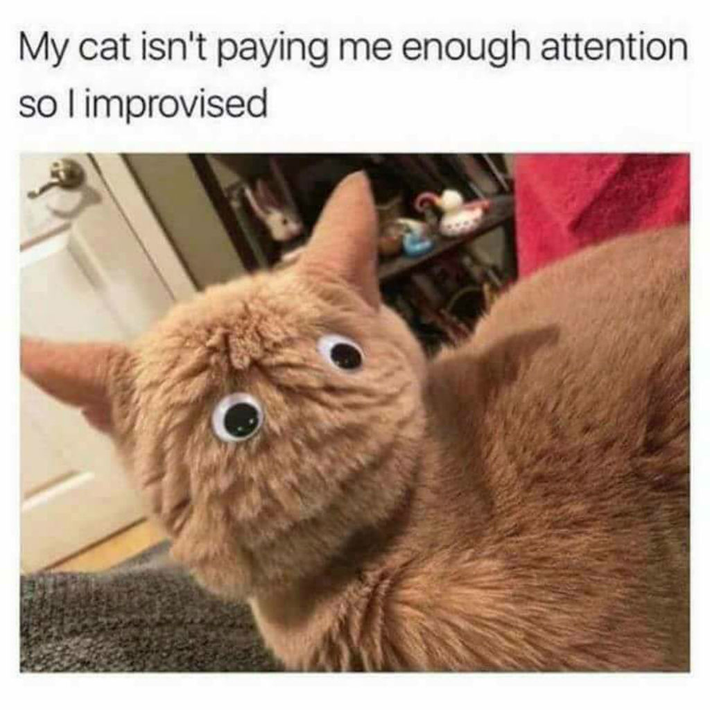 100 Funniest Cat Memes Ever (Especially if You Love Cats)