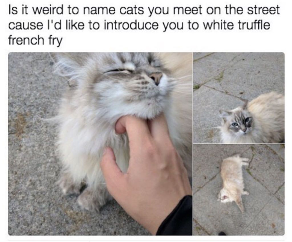 100 Funniest Cat Memes Ever