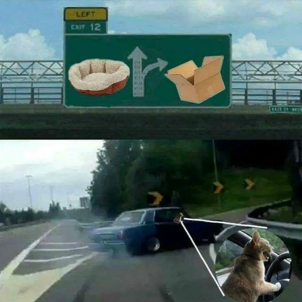 Driving cat memes