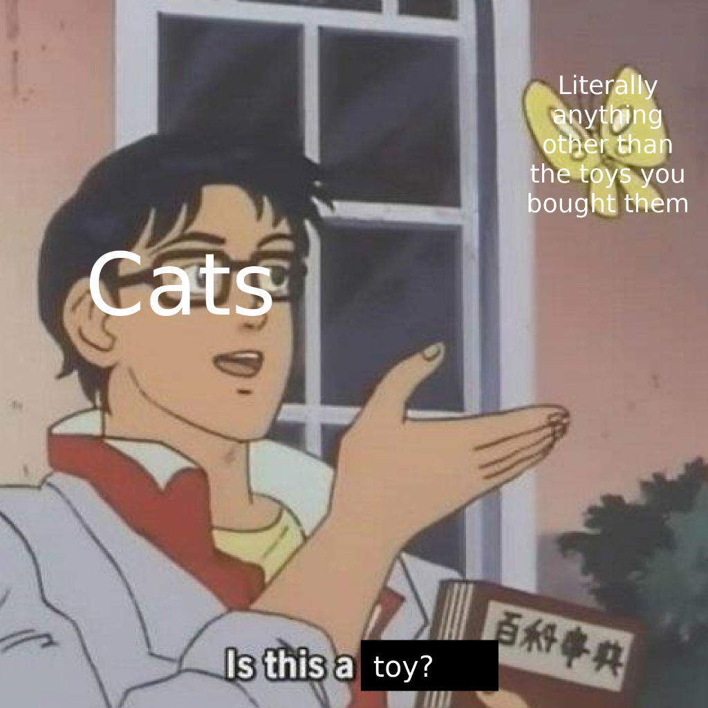 Toy cat memes