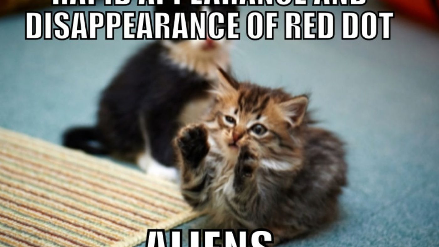 100 Funniest Cat Memes Ever 100 Funniest Cat Memes Ever