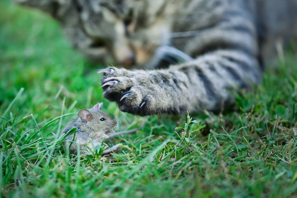 cat about to shoot a field mouse why cats are better than dogs