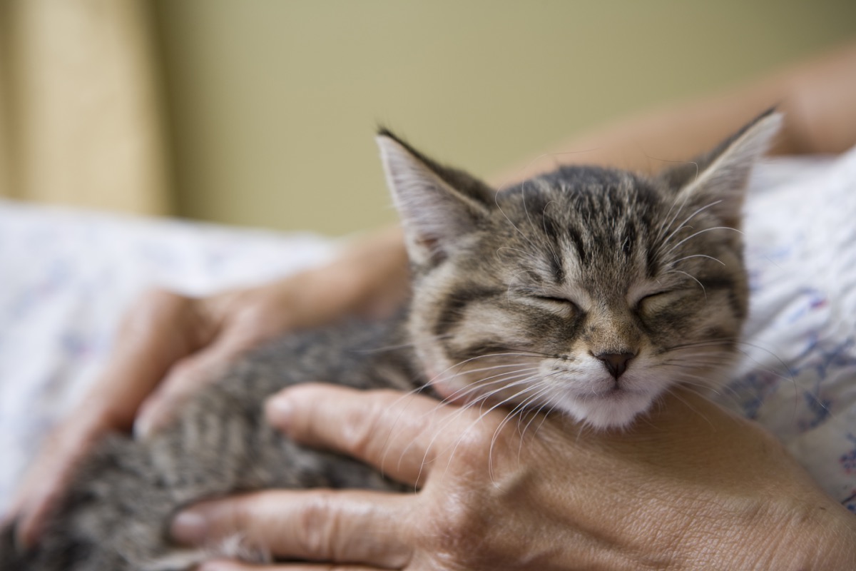 Grey Tabby Kitten feeling safe and protected, falls asleep in the hands of an elderly woman owner. Image shows portrait of the cat and only the elderly woman's hand and torso area