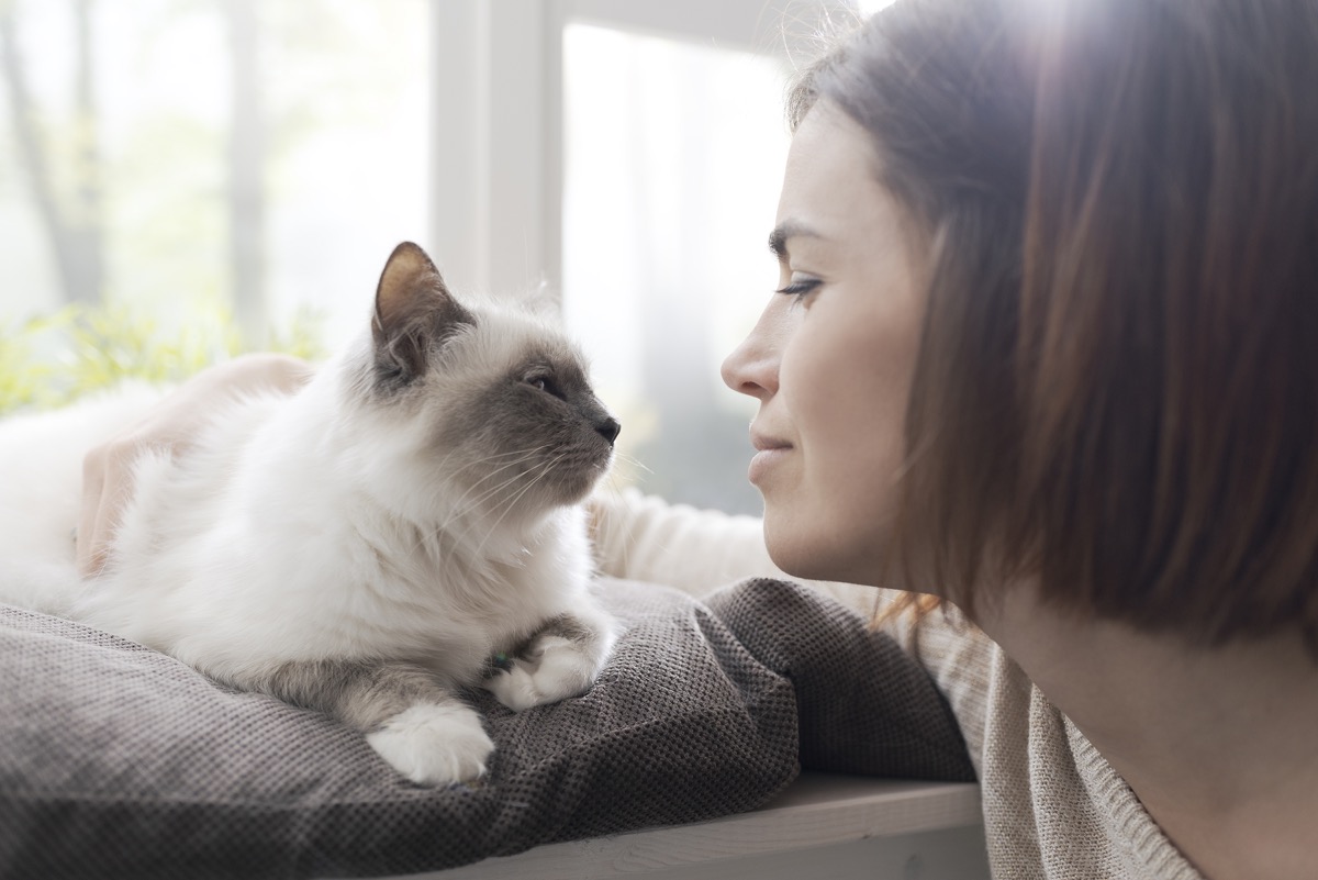 young woman petting her beautiful cat at home next to a window, pets and lifestyle concept