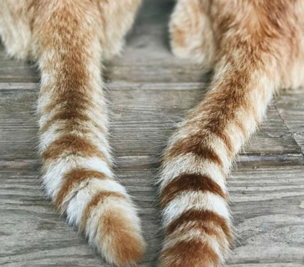 Cat Tails