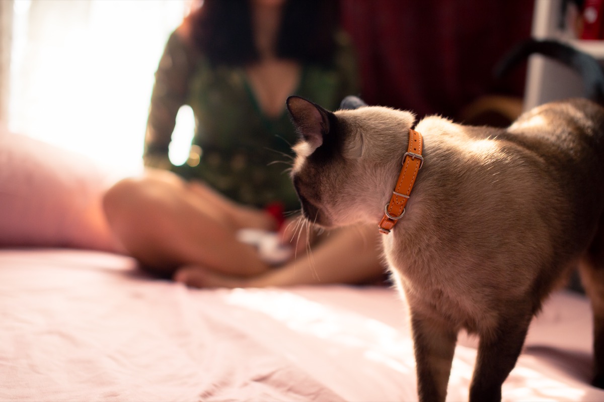 side view of graceful Siamese cat in collar with woman sitting on background at home