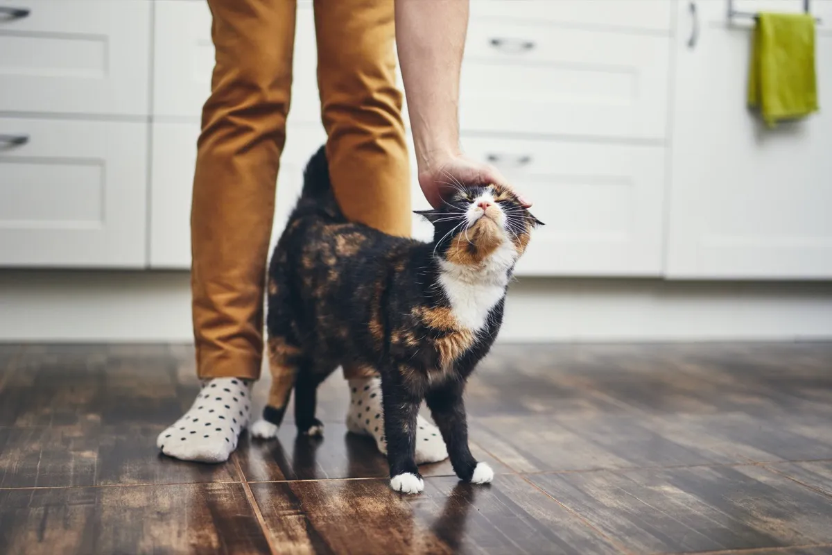 14 Surprising Ways Your Cat Shows Affection — Best Life