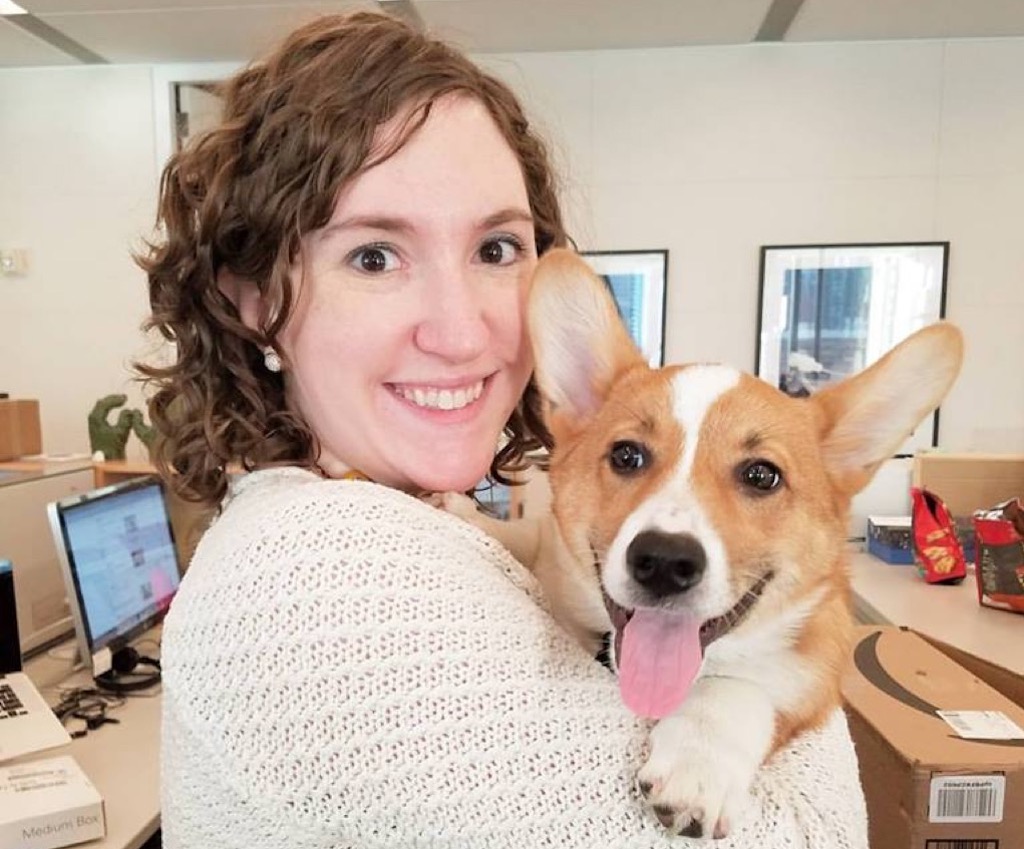corgi office puppy