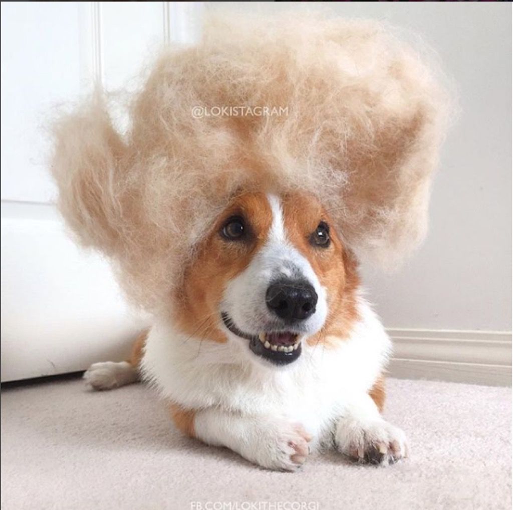 Corgi shedding sales