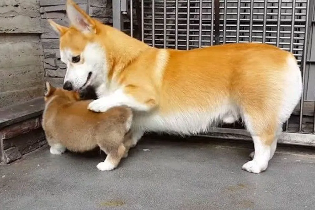 corgi mom teaches puppy to sit