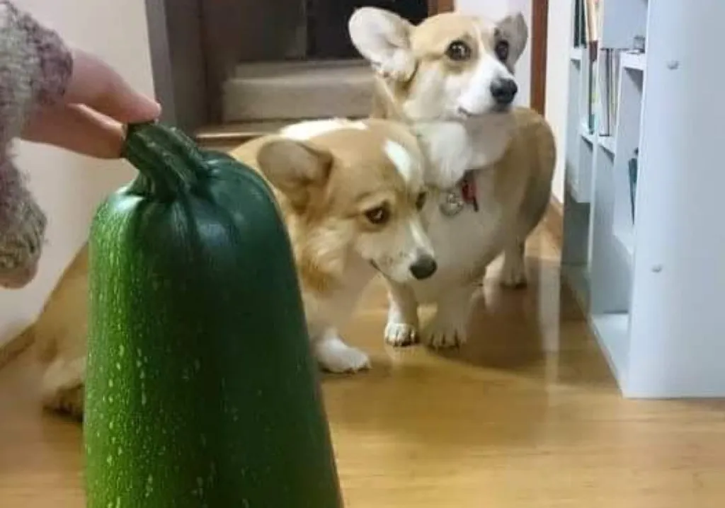 viral photo of corgis afraid of zucchini. 