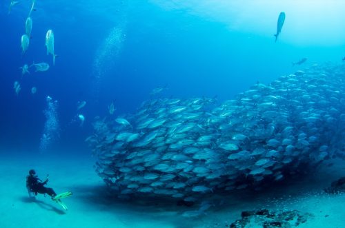 a deep sea diver photographs a school of fish