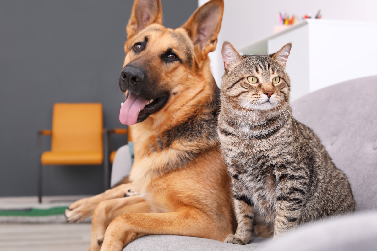 chien et chat assis sur un canapé ensemble